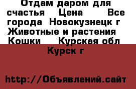 Отдам даром для счастья. › Цена ­ 1 - Все города, Новокузнецк г. Животные и растения » Кошки   . Курская обл.,Курск г.